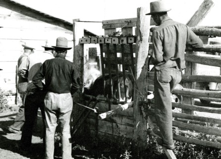 Cattle Branding ca 1948