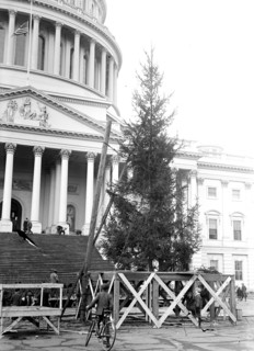 Christmas Tree at the U.S. Capitol