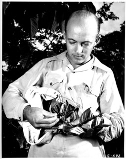 Coffee Flower being Pollinated 1949