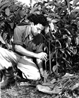 Coffee Trees being Grafted