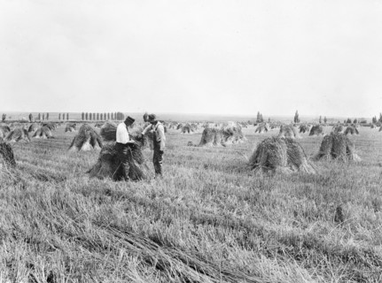 County agent examining bundles of stacked Federation wheat