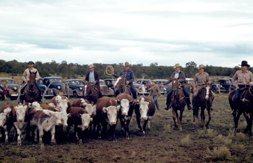 Driving calves into the corral for roping at the rodeo of small town New Mexico Fair October 1940