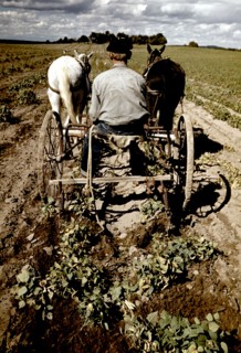 Farmer on horse drawn cart turning up pinto beans