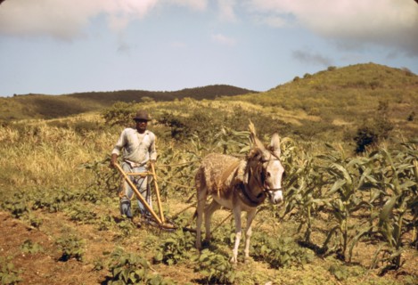 Farmer plowing his garden with one of the few plows used on the island