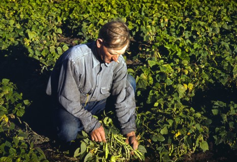 Farmer turning up his beans