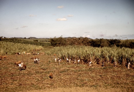 Farmers and laborers harvesting sugar cane cooperatively on a farm