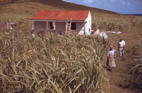 Farmers in their garden
