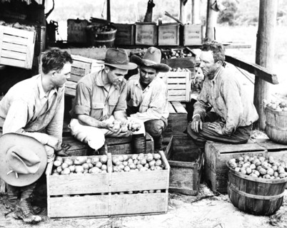 Farmers talking and looking at boxes of potatoes