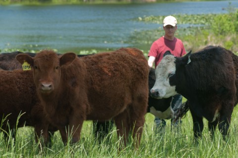 Grass-fed cattle graze on a farm