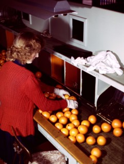 Grading oranges at a co