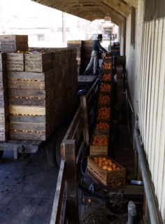 Growers bringing in their crop to a co