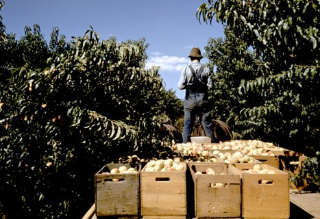 Hauling crates of peaches