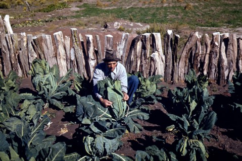 Homesteader