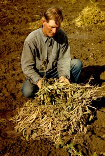Homesteader with pinto beans