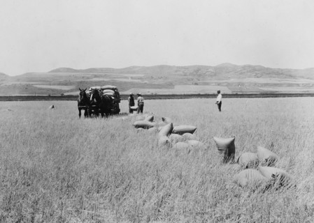 Loading wheat following a combined harvester