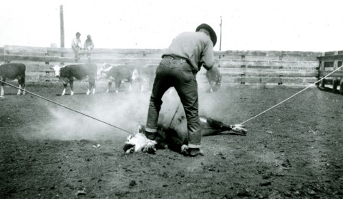 Man Branding Bound Cattle 1936