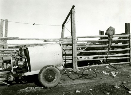 Man Climbing Fence with Hose ca 1948