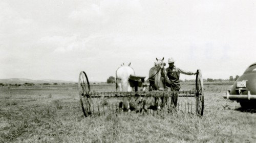 Man With Horse Drawn Farm Equipment ca 1948