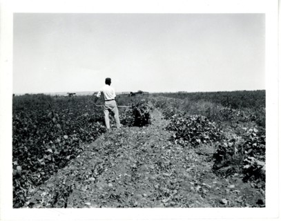 Man Working in Field ca 1948