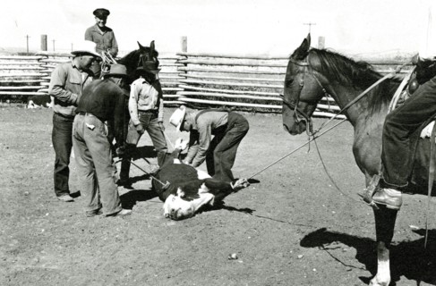 Men Branding Bound Cattle ca 1936