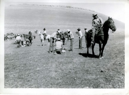 Men on Foot and Horseback Branding Cattle ca 1938