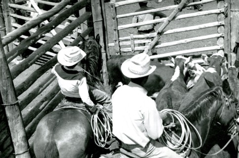 Men on Horses with Cattle ca 1938