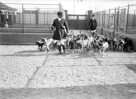 National Beagle Club of America