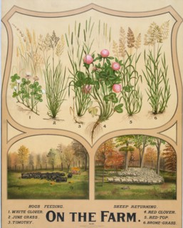 On the farm ca 1904