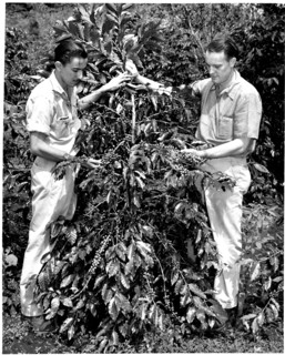 Photograph of Coffee Tree being Inspected