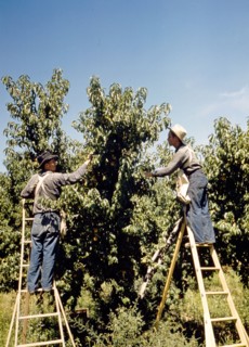 Pickers in a peach orchard