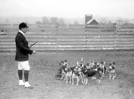 Raymond Belmont at the National Beagle Club of America
