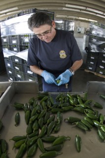 Agriculture Specialist inspects a shipment of peppers