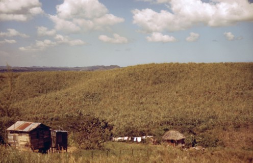 Sugar cane land