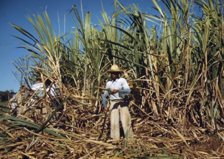 Sugar cane worker in the rich field