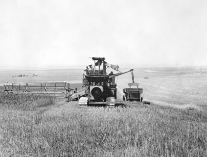 Tractor drawn combined harvester and thresher in field of Federation wheat