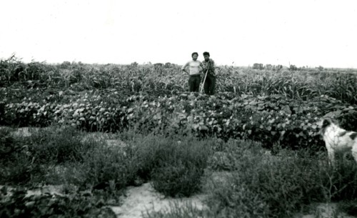 Two People Standing in Field with Tools 1936