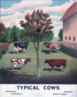 Typical cows ca. 1904