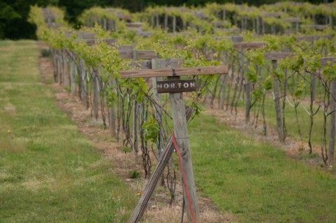 USDA visit to Cooper Vineyards in Louisia