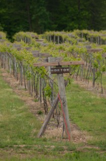 USDA visit to Cooper Vineyards in Louisia