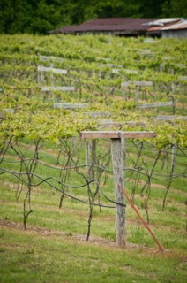 USDA visit to Cooper Vineyards in Louisia