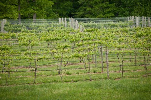 USDA visit to Cooper Vineyards in Louisia