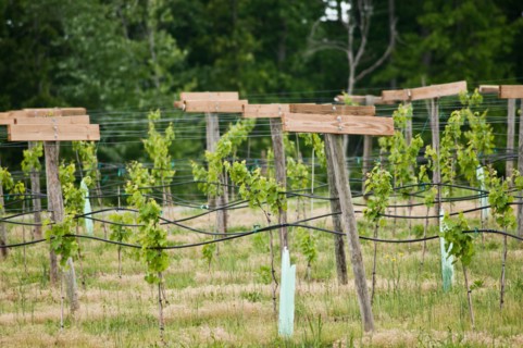 USDA visit to Cooper Vineyards in Louisia