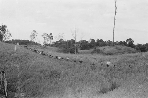 1947 - The rice fields carry the rice harvest to the village in Indonesia, Dutch East Indies