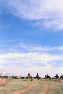 Authentic American Cowboys: 1990s Cowboys in the American west during spring branding time on a ranch near Clarendon Texas ca. 1998.