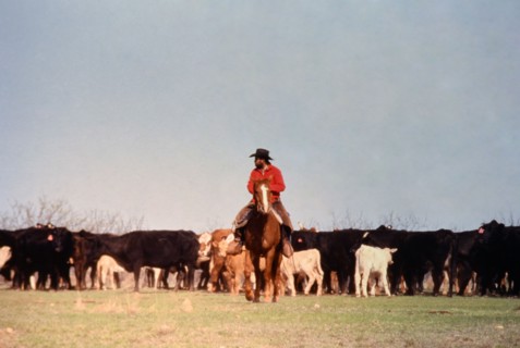 Authentic American Cowboys: 1990s Cowboys in the American west during spring branding time on a ranch near Clarendon Texas ca. 1998.