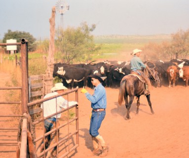 Authentic American Cowboys: 1990s Cowboys in the American west during spring branding time on a ranch near Clarendon Texas ca. 1998.
