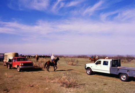 Authentic American Cowboys: 1990s Cowboys in the American west during spring branding time on a ranch near Clarendon Texas ca. 1998.