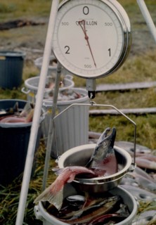 June 1972 - Salmon research, Katmai National Monument, Alaska