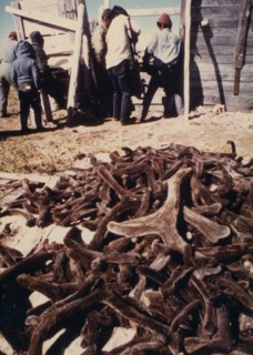Early 1970s - Antler cutting at reindeer roundup at Cape Espenberg