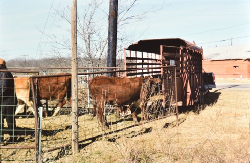 Gathering cattle that had broken free from their pasture in Irving, TX in 1996 or 1997